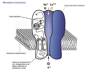 Recettore_nicotinico